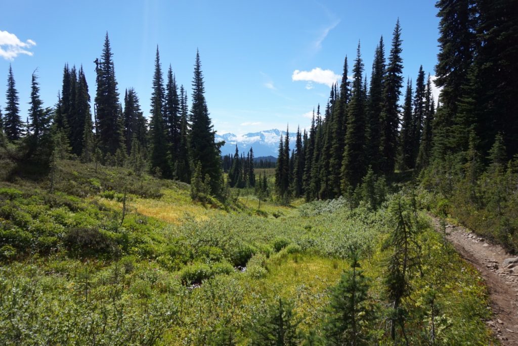 panorama ridge, hike, meadows