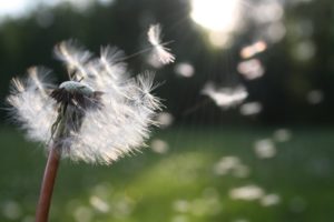 pollen, flower, field