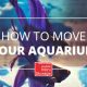 aquarium, beta, fish, tank